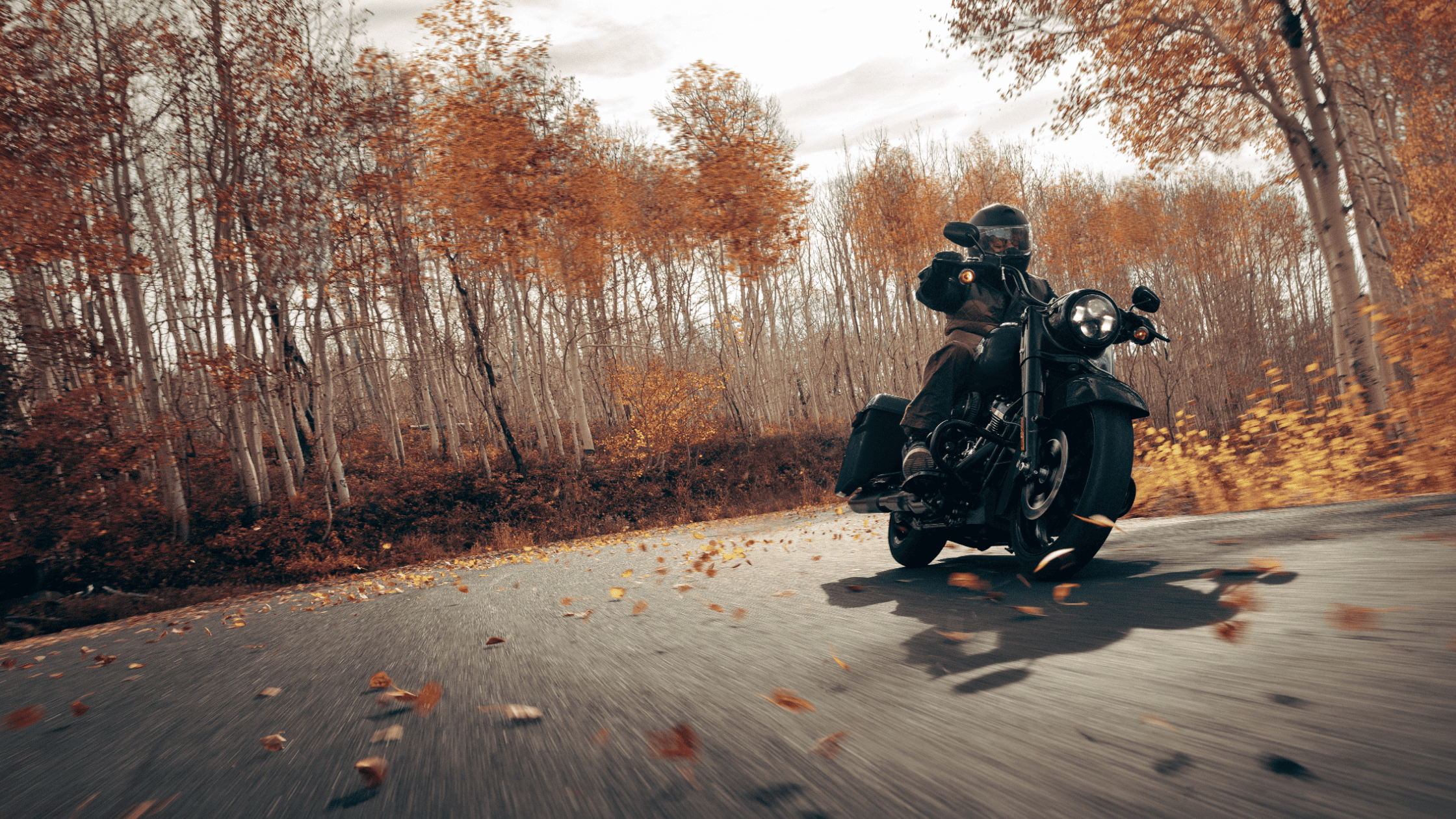 Rider cruises 2025 Harley-Davidson® Road King® Special through forest road with autumn leaves
